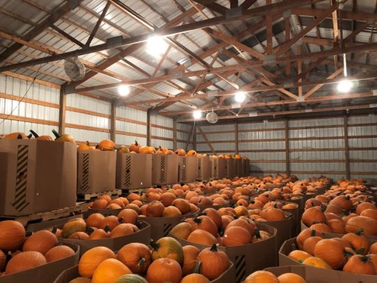 Warehouse full of bulk bins of wholesale jack-o'-lantern pumpkins
